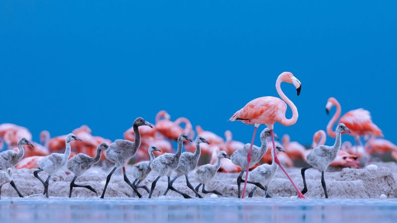 Flamingo