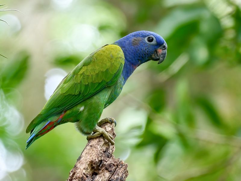 Pionus Parrots