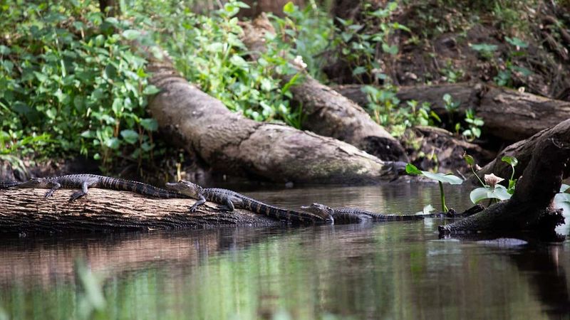 Climate Change Forcing Wildlife Northward