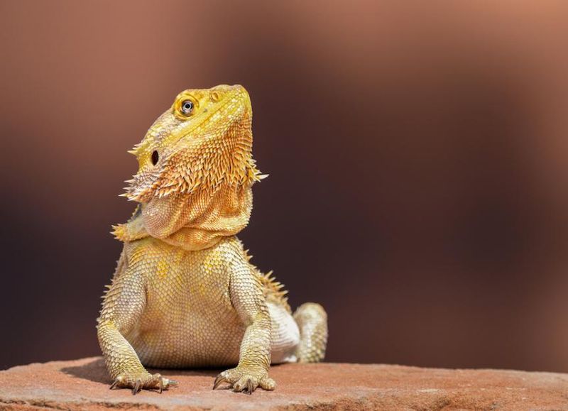 Bearded Dragon (In Cooler Climates)