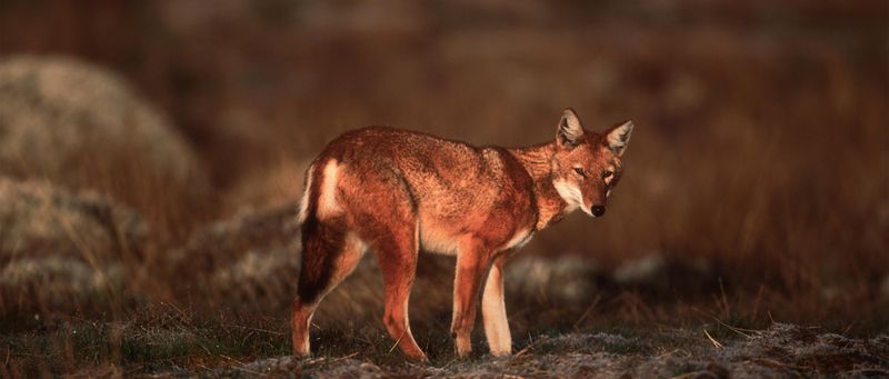 Ethiopian Wolf - Africa's Highland Fox-Wolf