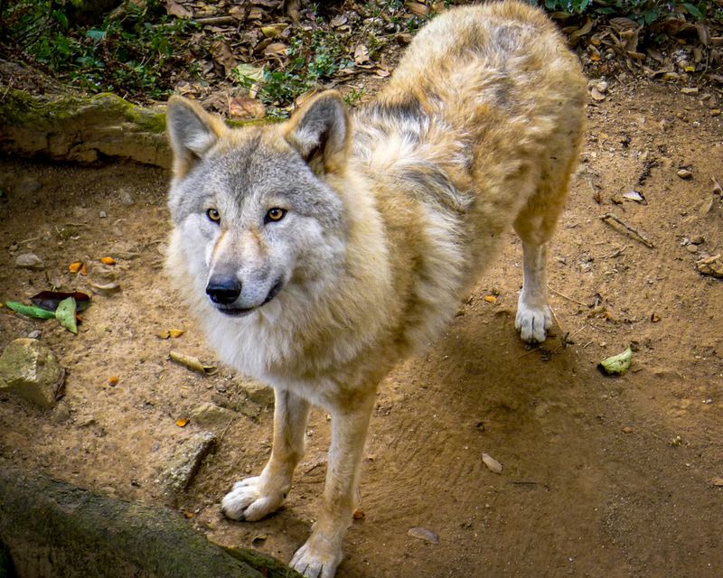 Himalayan Wolf