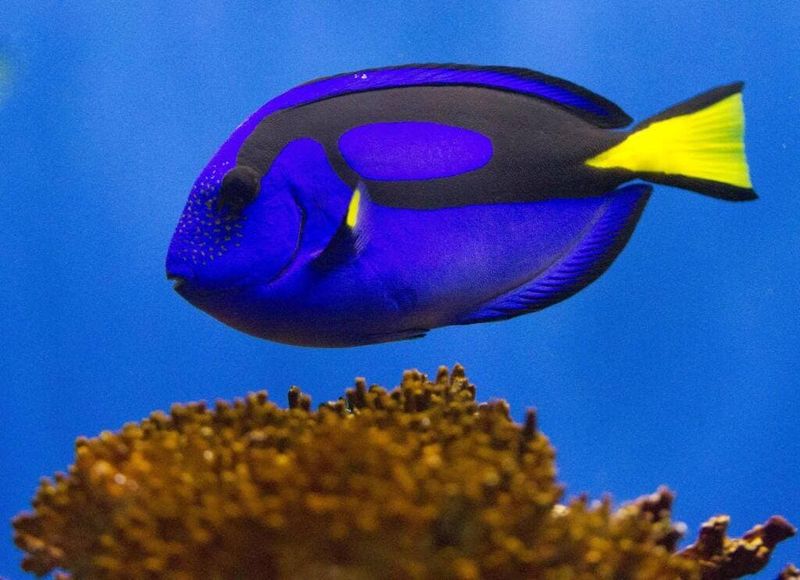 Blue Tang