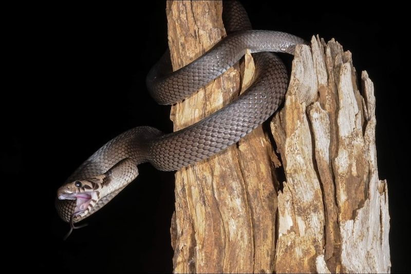 Eastern Brown Snake