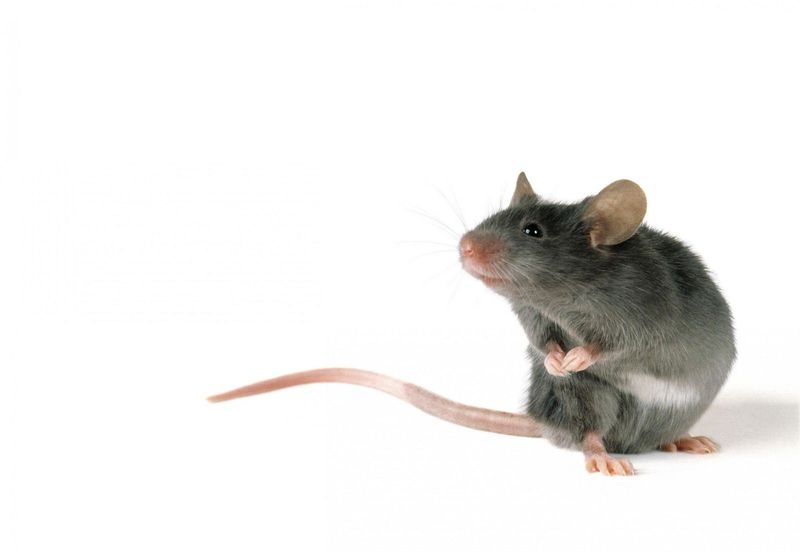 Mice with Musical Talent