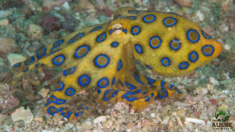 Blue-Ringed Octopus: Tiny But Terrifying