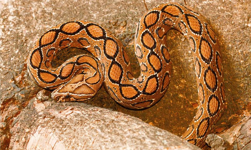Russell's Viper: Asia's Rice Paddy Terror