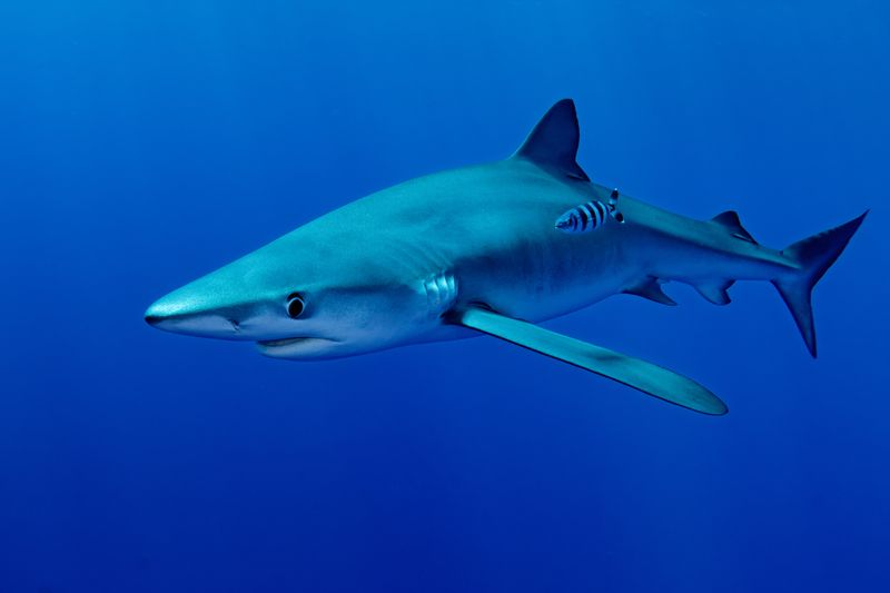Unexpected Benefit: Shark Tracking
