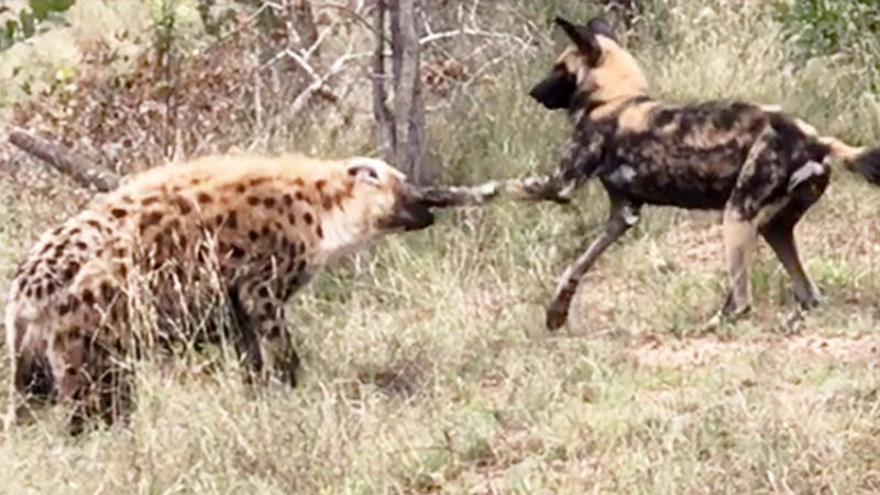 Symbiotic Relationships