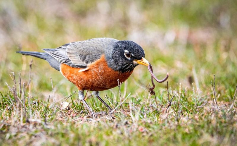 Neighborhood Robins