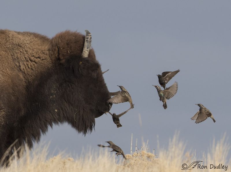 Birds Flock Back To Feed