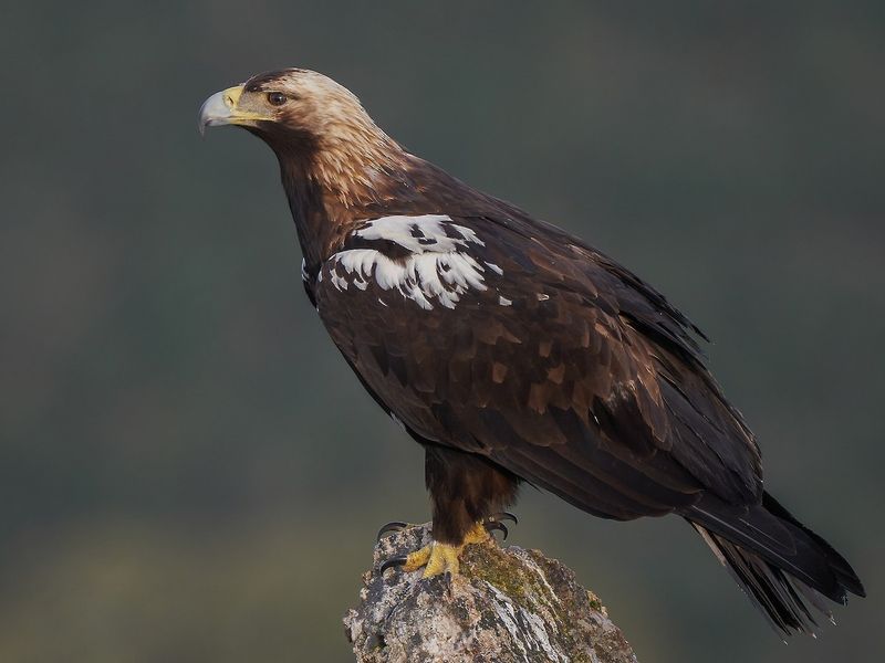 Other Eagles - Cannibalistic Conflicts