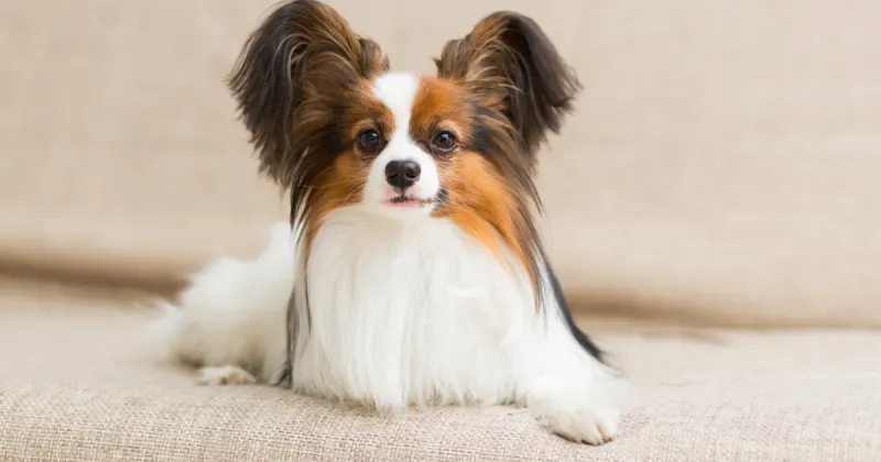 People-Focused Papillons