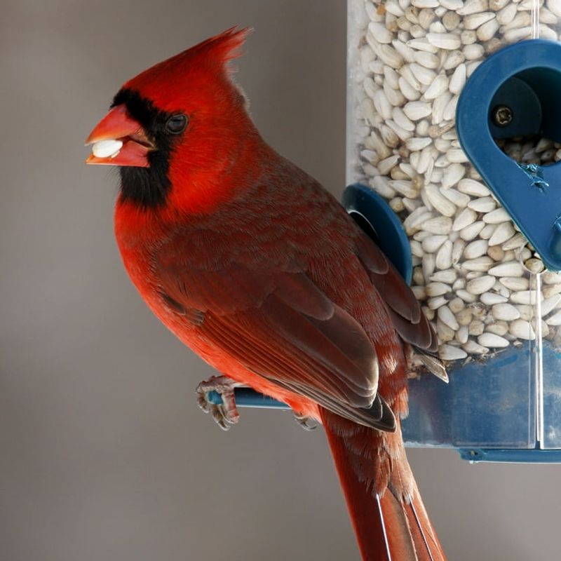 Use Safflower Seed