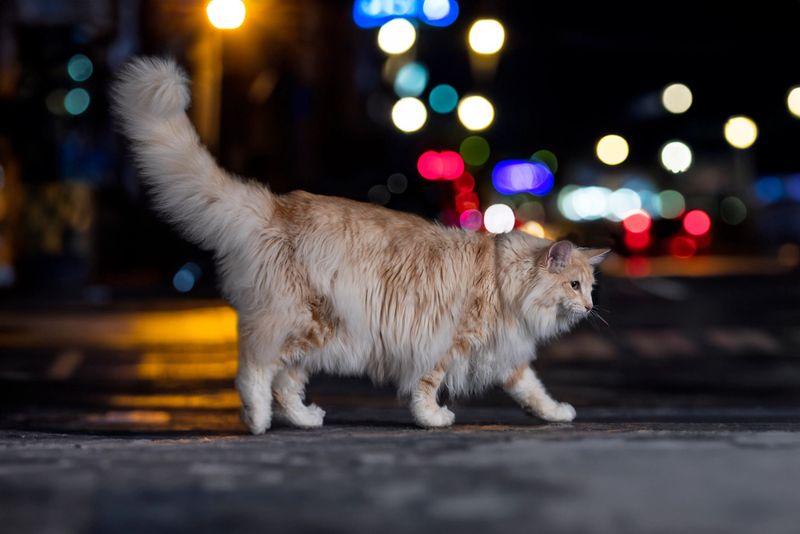 Consider Nighttime Restrictions