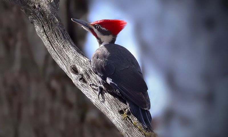 Hang Reflective Bird Tape