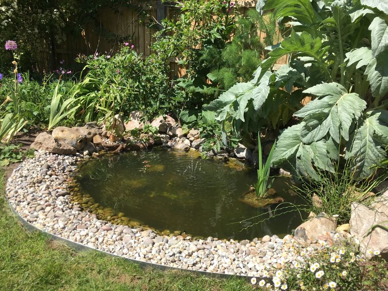 Maintain Shallow Water Edges
