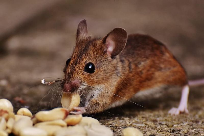 Control Rodent Populations