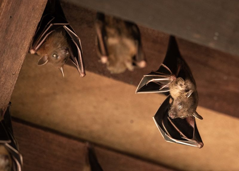 Chimney Squatters: Bats