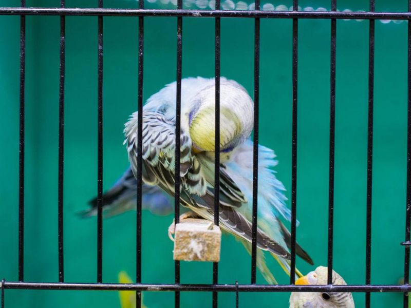 Mess Extends Beyond The Cage