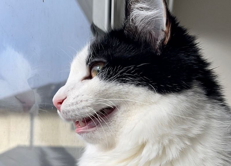 Constant Meowing At Windows