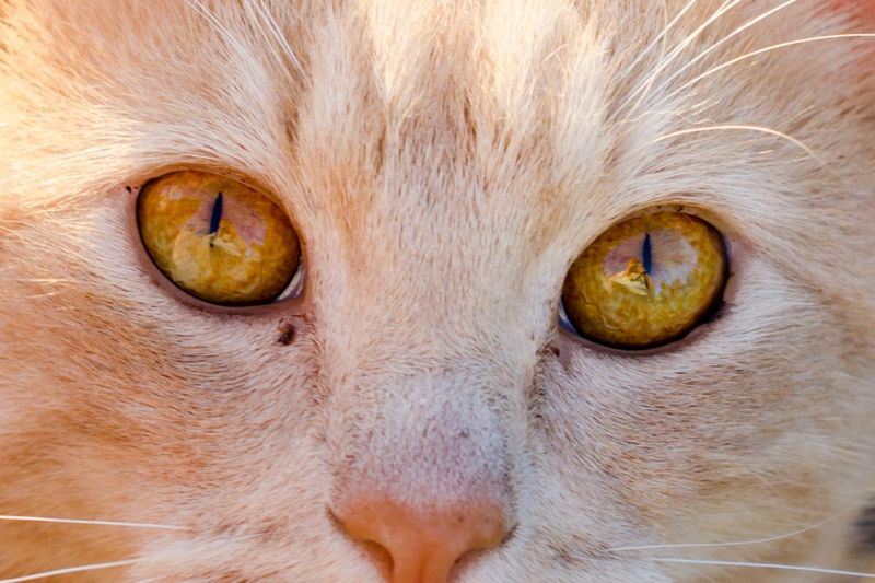 Pupil Shape Peculiarity
