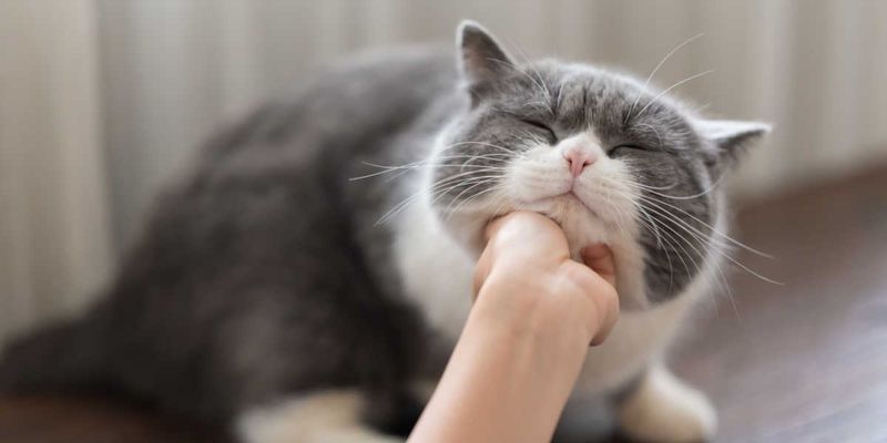 Establish A Gentle Grooming Routine