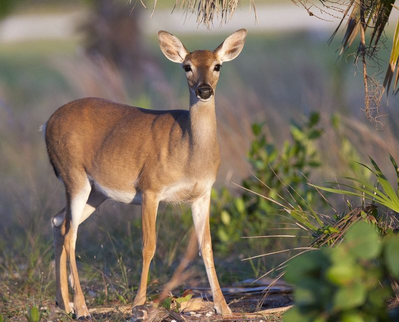 Key Deer Trapped By Rising Waters