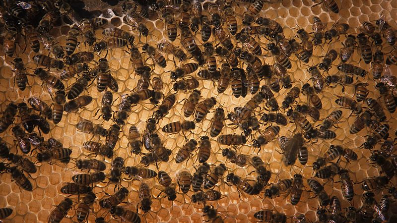 Commercial Beekeeping Stress