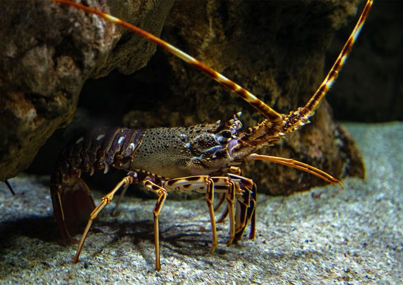 Arthropods