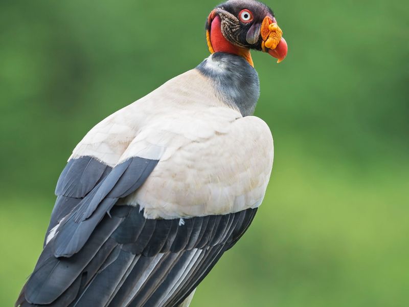 Nature's Cleanup Crew: Vultures