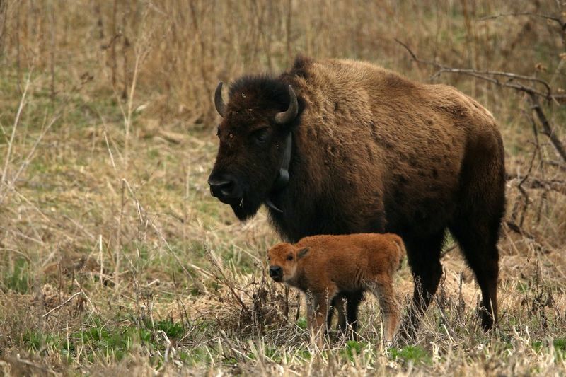 Illinois Surprises Conservation World With Urban Forest Preserves Initiative
