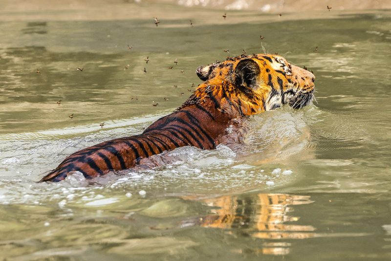 Wetlands Of Sundarbans