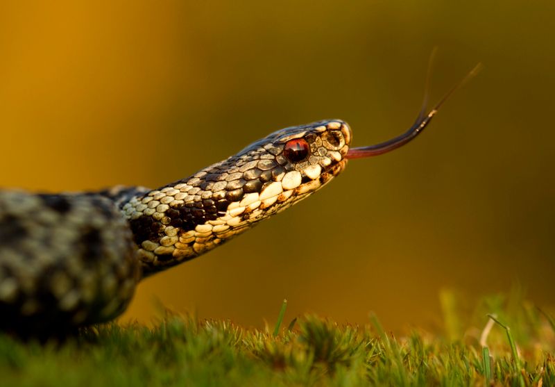 United Kingdom's Mild Menagerie