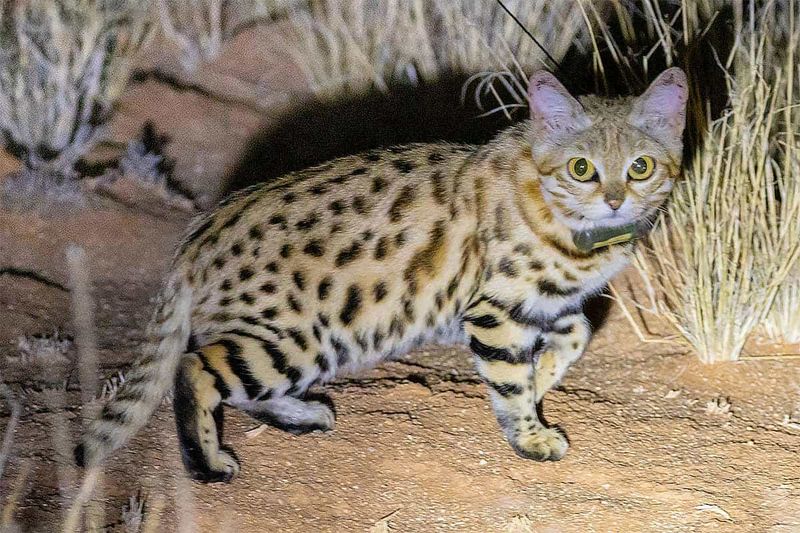 Black-Footed Cat