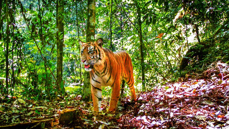 Javan Tiger