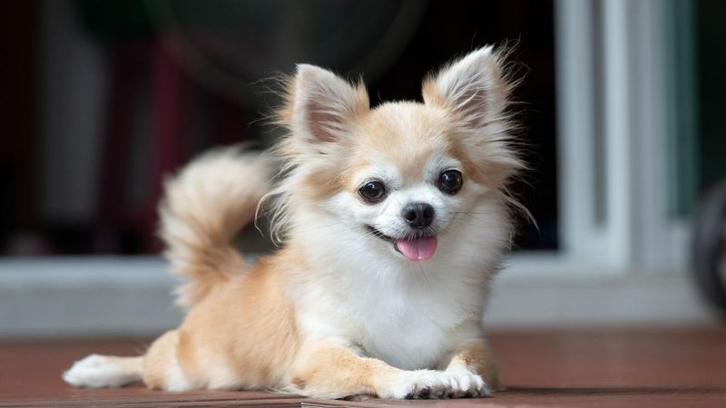 Chihuahua