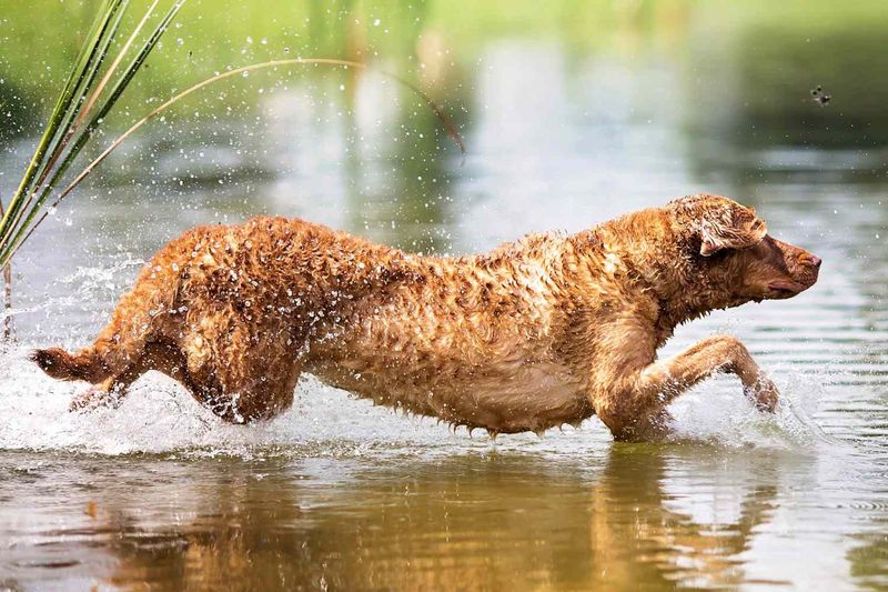 Chesapeake Bay Retriever