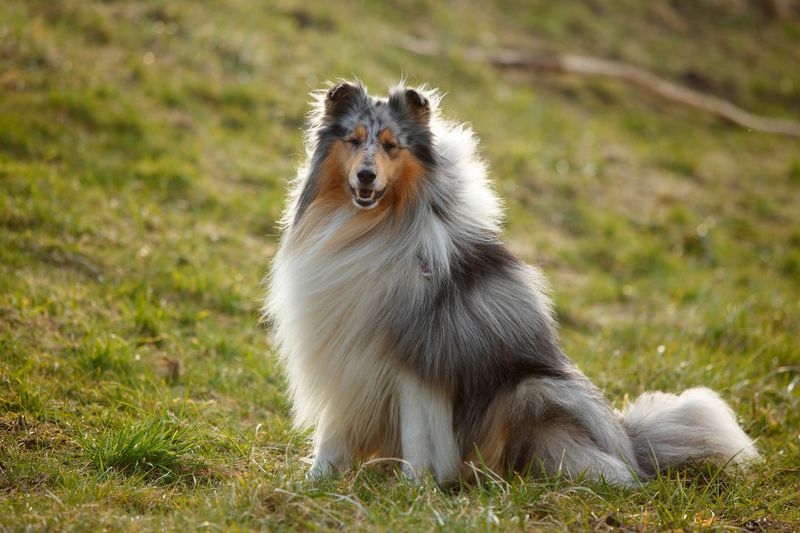 Collie: The Lassie-Like Loyal Companion