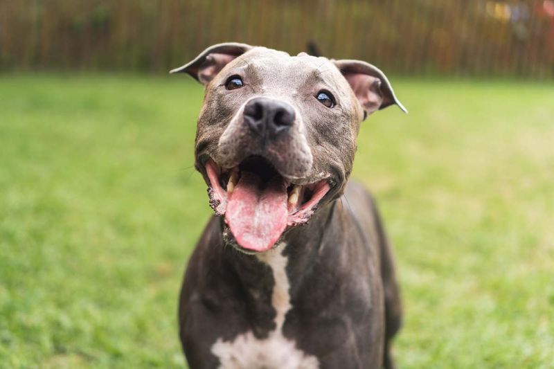 Pit Bull: The Misunderstood Softie