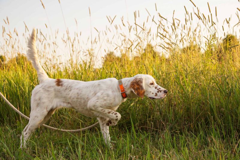 English Setter