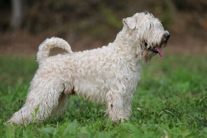 Soft Coated Wheaten Terriers: The Bouncy Irish Charmers