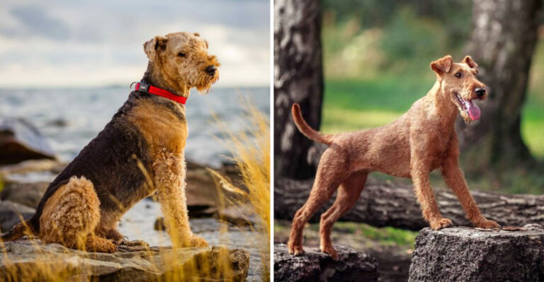 Irish Terrier Vs. Airedale Terrier: What Makes Them Different?