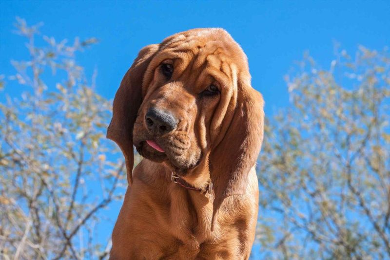 Bloodhound