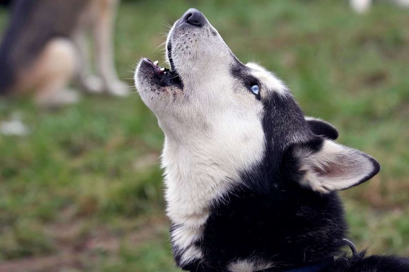 Siberian Husky
