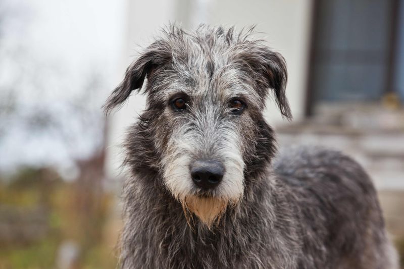 Irish Wolfhound