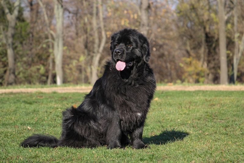 Newfoundland