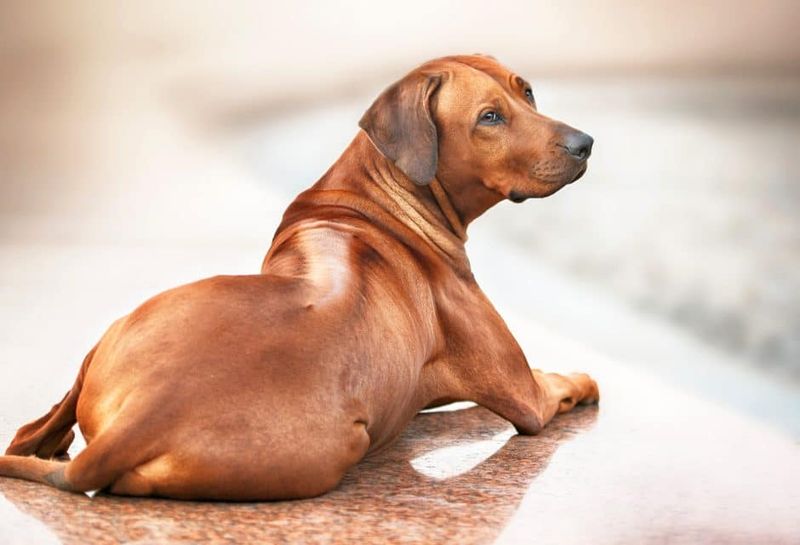Rhodesian Ridgeback