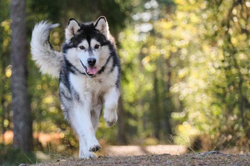 Alaskan Malamute