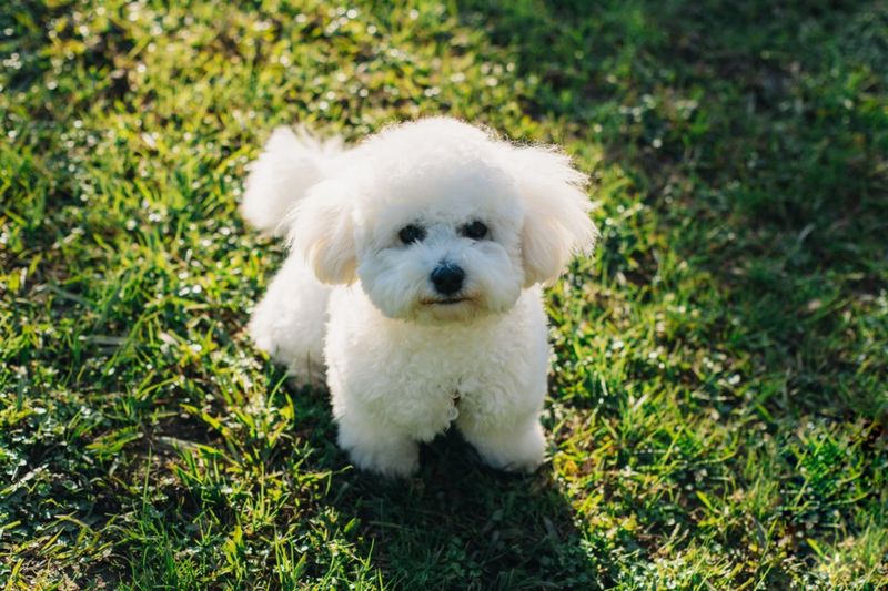 Bichon Frise
